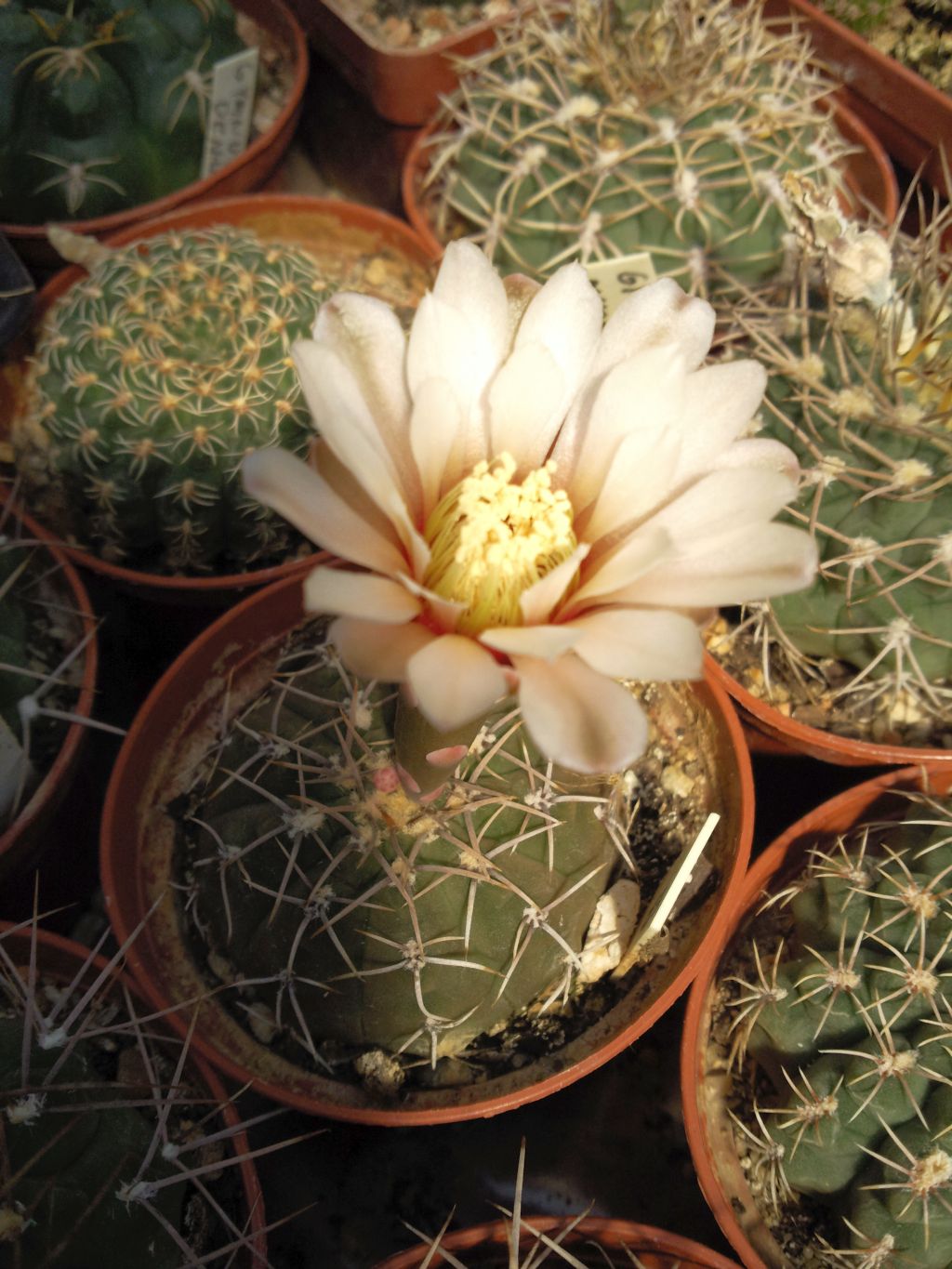 Gymnocalycium polygonum Miraflores, Cat.